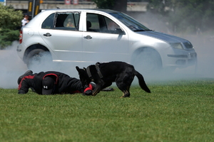policyjny piknik na Wyspie Młyńskiej