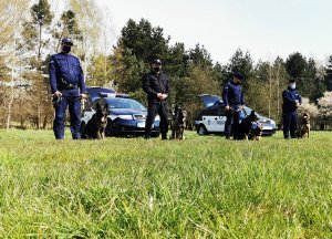 Policyjni przewodnicy psów służbowych wraz ze swoimi psami na tle drzewo i radiowozów